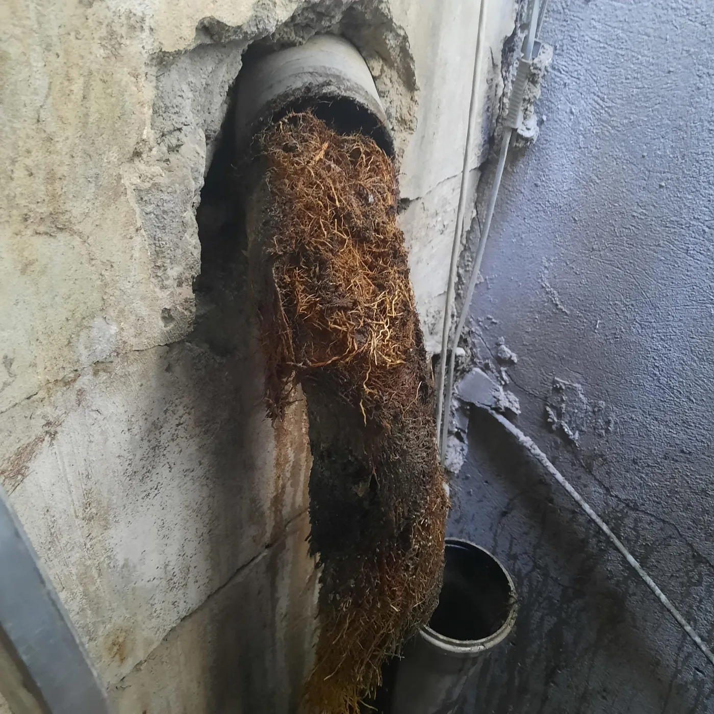 שורשים גדולים שנמשכו מקו ביוב