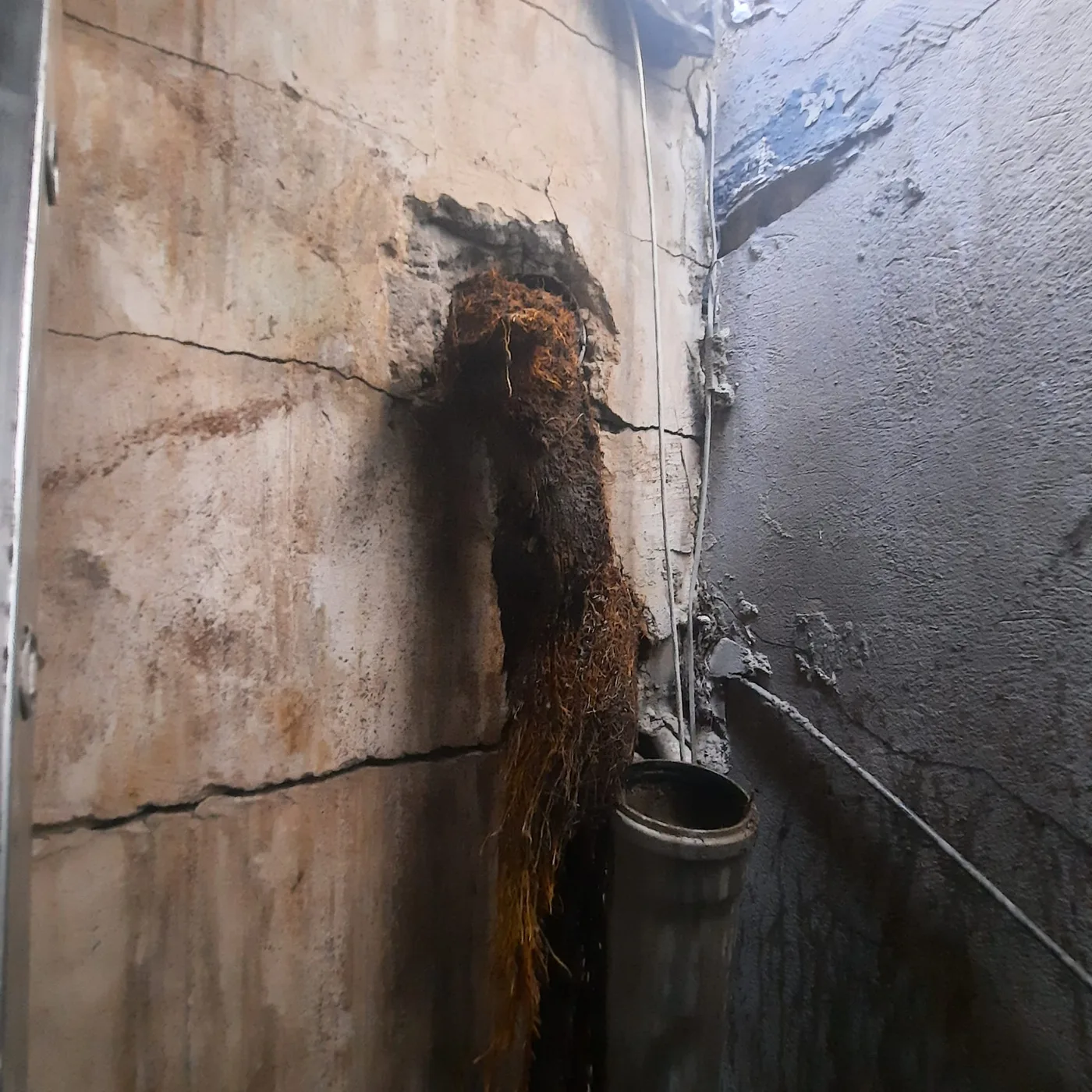 שורשים שחדרו דרך סדק בצינור ביוב ישן בראשון לציון